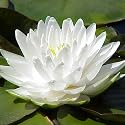 waterlily