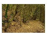 Chemin Dans La Foret Des Maures Photographic Poster Print by Patrick Morand, 20x24
