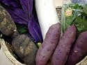加賀野菜セット　お試し5品目