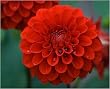Ellen Houston Decorative Dahlia - 1 Tuber - Deep Red