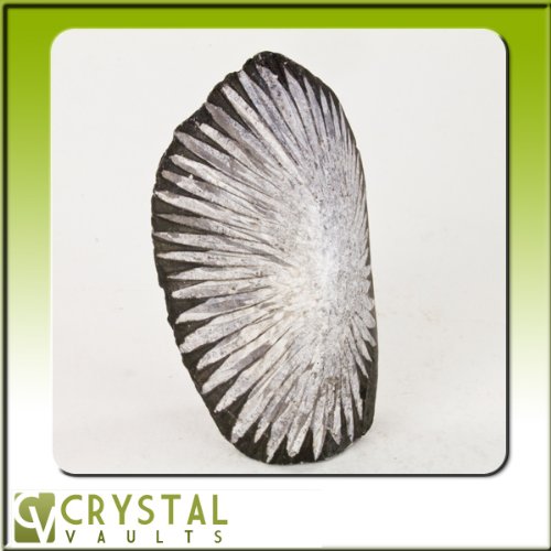 Chrysanthemum Stone