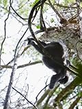 IMAGE OF Juvenile Western Lowland Gorilla Hanging from a Tree Branch Photographic Poster Print by Ian Nichols, 12x16