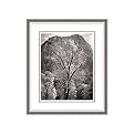 Autumn Tree Against Cathedral Rocks Framed Lithograph - 28x23.75"