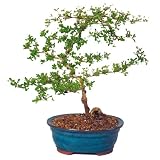 Brussel's Black Olive Indoor Bonsai Tree