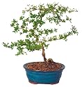 Brussel's Black Olive Indoor Bonsai Tree