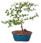 Brussel's Black Olive Indoor Bonsai Tree