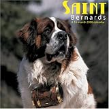 Saint Bernards 2008 Wall Calendars