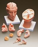 Base Of Head W/Brain