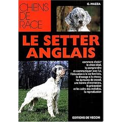 Le setter anglais