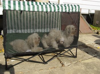 Kot-Kage Pet Cage