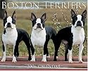 Just Boston Terriers 2006 16-Month Wall Calendar