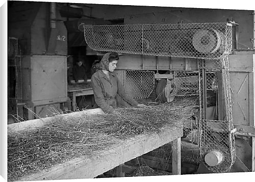 Canvas Prints of Flax Harvest from Country Life Canvas Prints of Flax Harvest from Country Life