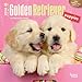 Golden Retriever Puppies 2016 Calendar