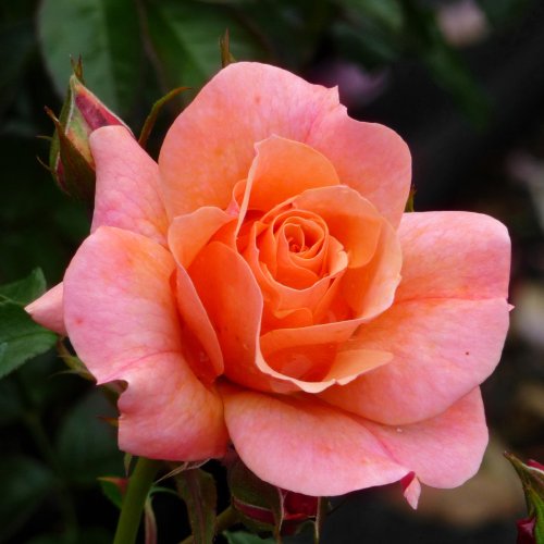 Cheap KATHLEEN'S ROSE Sale kkfxic
