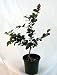 Crape Myrtle 'Tightwad' Tree - Red Flowers - 4" pot