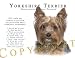 yorkshire_terrier10yorkshire terrier - Yorkshire Terrier Human Trainer Mouse Pad Dog Mousepad