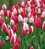 Perennial Delight Tulip Blend 12 Bulbs -Extended Blooms