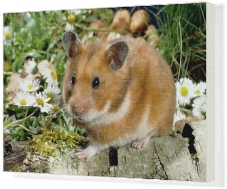 Canvas Artwork of Syrian / Golden HAMSTER