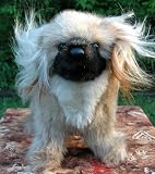 Plush Pekingese Dog Plush Toy 10
