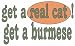   - get a real cat! Get a burmese Youth Long Sleeve T-Shirt for boys or girls Size: Large (14-16)