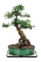 Brussel's Chinese Elm Outdoor Bonsai Tree