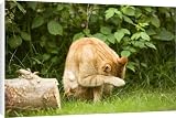 Canvas Prints of LA-5767 Cat - Ginger cat in garden cleaning face with paw from Ardea Wildlife Pets