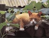 Cats Up Close (Tiny Folios)