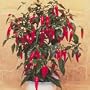 Apache Chile Pepper - 4 Plants