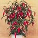 Apache Chile Pepper 4 Plants
