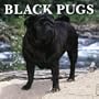 Black Pugs 2005 Wall Calendar