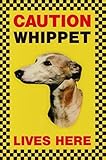 CAUTION WHIPPET LIVES HERE サインボート：ウィペット 写真 画像 英語 看板 Made in U.K [並行輸入品]