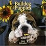 Bulldog Puppies 2006 Calendar