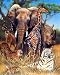 Dan Mcmanis Africa Animal Tiger Safari Art Poster Print - 16\