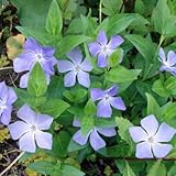 ビンカ：マジョール[ツルニチニチソウ] 緑葉3号ポット28株セット