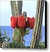 Caribbean flower Canvas Print / Canvas Art - Artist KURT GUSTAFSON