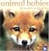 Animal Babies in Towns and Cities (Animal Babies)