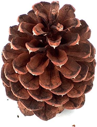 18 Oregon Grown 3 to 4 Inch Ponderosa Pine Cones for Holiday Seasonal Decorations