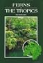 Ferns of the Tropics