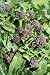 Purple Sprouting Broccoli - 24
