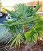 Chinese Windmill Palm 10 Seeds - Trachycarpus