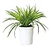 コクヨS&T 人工植物(アイレストグリーン) ドラセナ グリーン PX-GDR350G