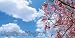 Pink Tree Skypanels™ Fluorescent Light Diffuser