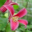 CLEMATIS PRINCESS DIANA-Superb Birthday Gift/ Plant & Flower,Gifts For Mum,Mom,Grandma,Granny,Her