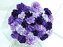 140 Fresh-cut Mixed Purple Carnations (advance ordering recommended)