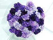 Floral 140 Fresh-cut Mixed Purple Carnations (advance ordering recommended)