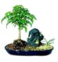Brussel's Dwarf Kiki Ficus Bonsai Tree