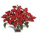 Poinsettia w/Square Glass Vase Silk Flower Arrangement