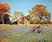 Barn in Bluebonnet Field 16 x 20 Art Print Posters