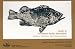 Book Guide to Northeast Pacific Rockfishes (Evoked Potentials Series)