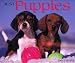 Book Just Puppies 2004 Calendar